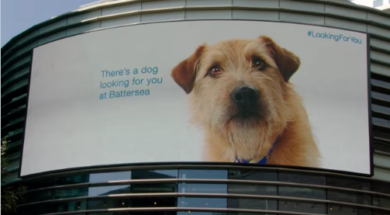 Experiential Marketing for the Doggies